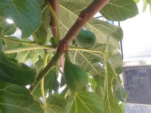 Definitely edible - every September. Scoop out the sweet center or eat the skin for an amazing combo of textures. A party on the palate begins with a fig ripe off the tree.